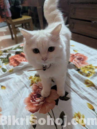 Persian doll face female cat